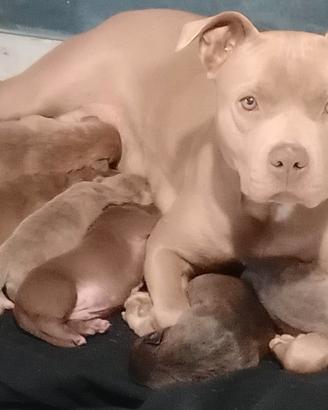 cuccioli di pitbul