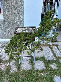 Pino mugo yamadori