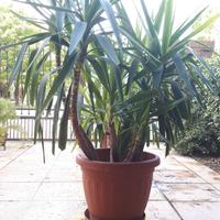 Tronchetto della felicità