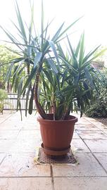 Tronchetto della felicità