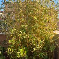 Bambù pianta vaso  grande bamboo