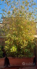 Bambù pianta vaso  grande bamboo