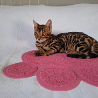 Stupenda gattina bengala