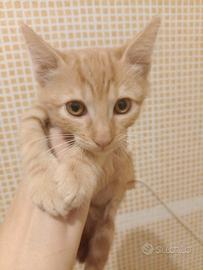 Rosso gattino graziosissimo
