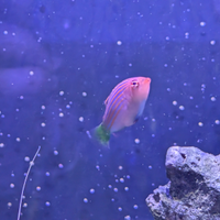 Pesce tropicale marino labride