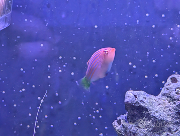 Pesce tropicale marino labride