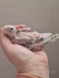 Ultimo pullo di calopsite