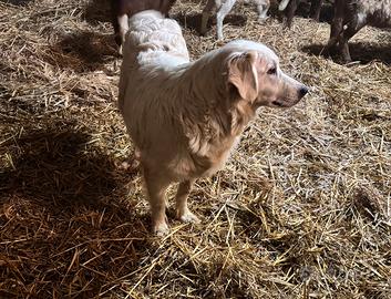 Femmina Pastore Maremmano Abruzzese