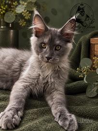 Cucciolo di razza Maine Coon con pedigree AFeF