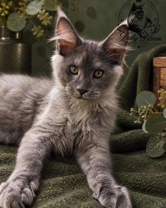 Cucciolo di razza Maine Coon con pedigree AFeF