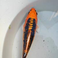 Carpa Koi Doutsu Kin Aka Bekko