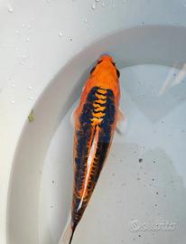 Carpa Koi Doutsu Kin Aka Bekko