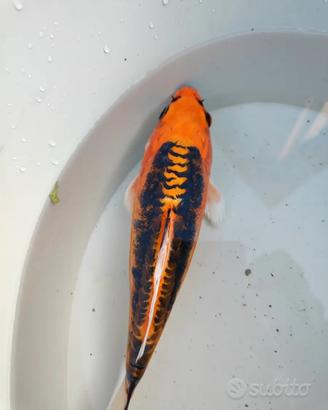 Carpa Koi Doutsu Kin Aka Bekko