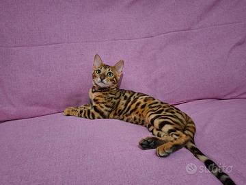 Gattini bengala
