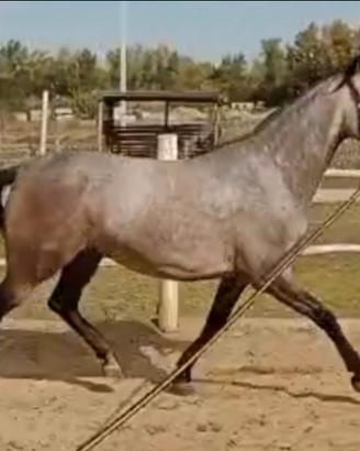 Cavallo