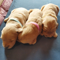 Cuccioli di Golden retriever