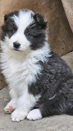 Cucciolo bianco e blu pedigree