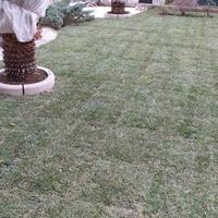 Prato giardino manutenzione 