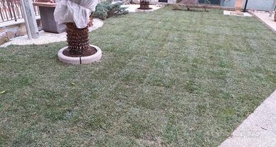 Prato giardino manutenzione 