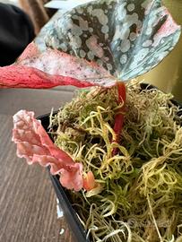 Begonia snow capped pink variegata