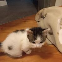 Gattini razza europea