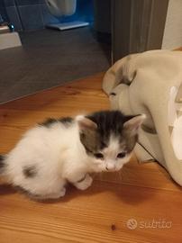 Gattini razza europea