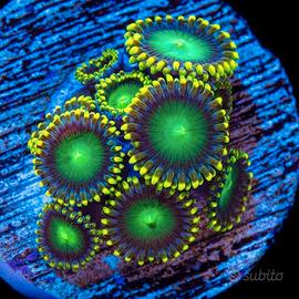 Zoanthus Radioactive