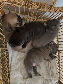 Bulldog francese esotico neronbingee