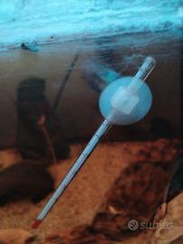 Andinoacara pulcher blue