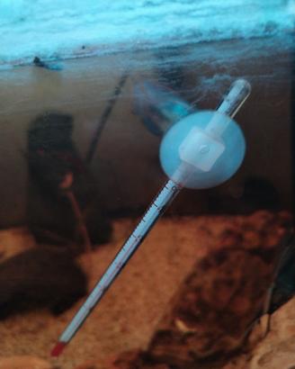 Andinoacara pulcher blue