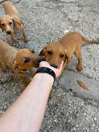 Cuccioli di segugio maremmano