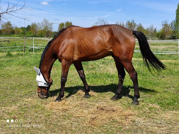 Cavallo irlandese da salto