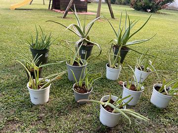 Piante aloe vera