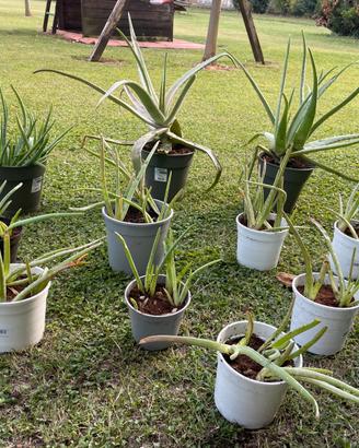 Piante aloe vera