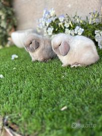 Minilop e conigli ariete nano