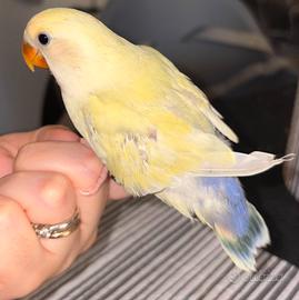 Adorabile inseparabile allevato a mano
