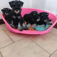 Cuccioli di Schnauzer Nano Nero Argento