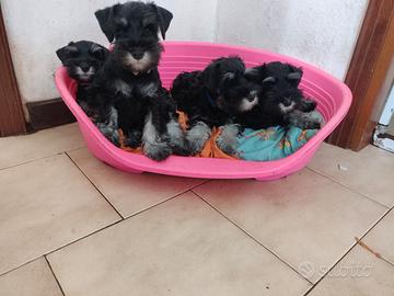 Cuccioli di Schnauzer Nano Nero Argento