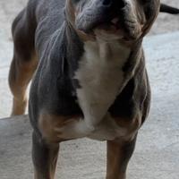 Pitbull standard ukc 2 femmine 1 maschio adulti