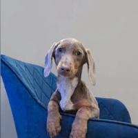 Bassotto kaninchen Isabella