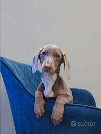 Bassotto kaninchen Isabella