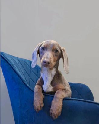 Bassotto kaninchen Isabella