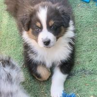 Ultimo maschietto black tri pastore australiano