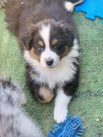 Ultimo maschietto black tri pastore australiano