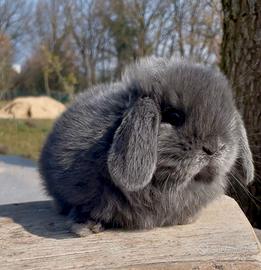 Cuccioli coniglio nano MINILOP certificati