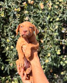 Cucciola femmina di pitbull ADBA