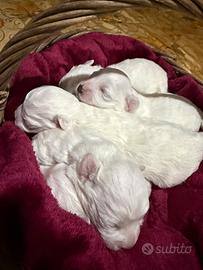 Cuccioli di maltese