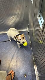 Possibilmente jack russell femmina