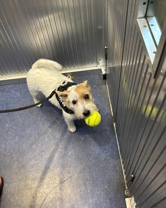 Possibilmente jack russell femmina