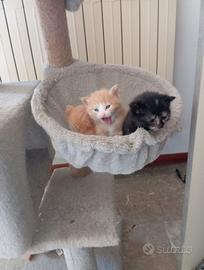 Gattini europei